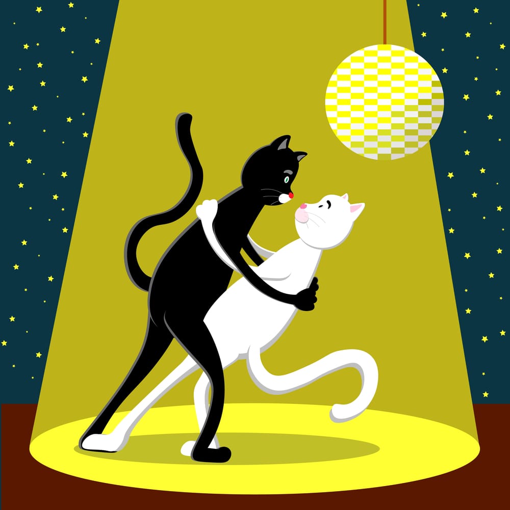 Min Kat Den Danser Tango