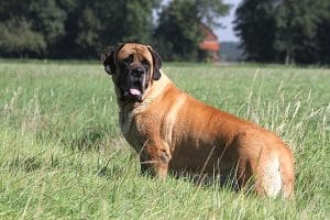 English mastiff