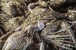 Birds that have died of avian influenza. The virus is spread by contact between healthy and unhealthy birds., tags: fugleinfluenza h5n1 af hættemåger - CC BY-SA