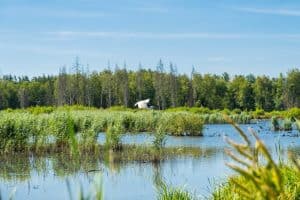 Biodiversitet