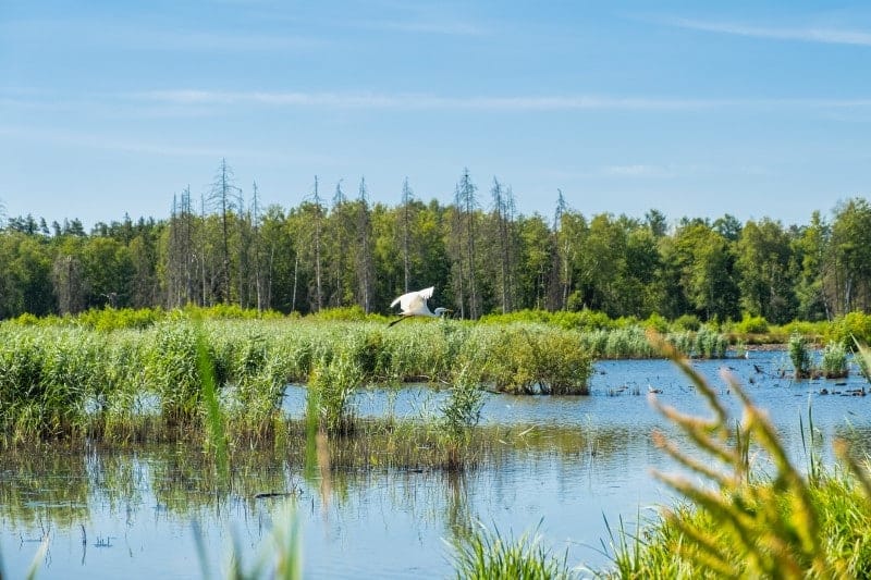 Biodiversitet