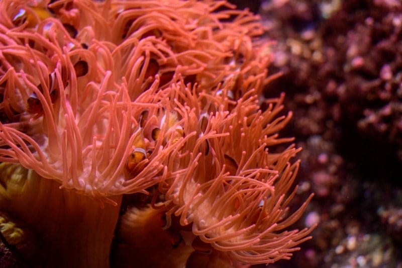 Symbiosis