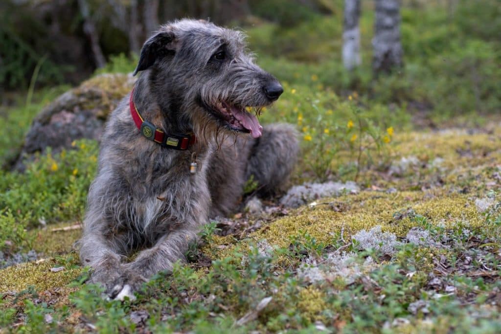 Irsk Ulvehund