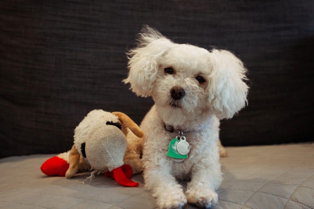 Maltipoo