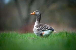 Pato O’Ward vender tilbage til McLaren for træning på hjemmebane i Mexico i 2025