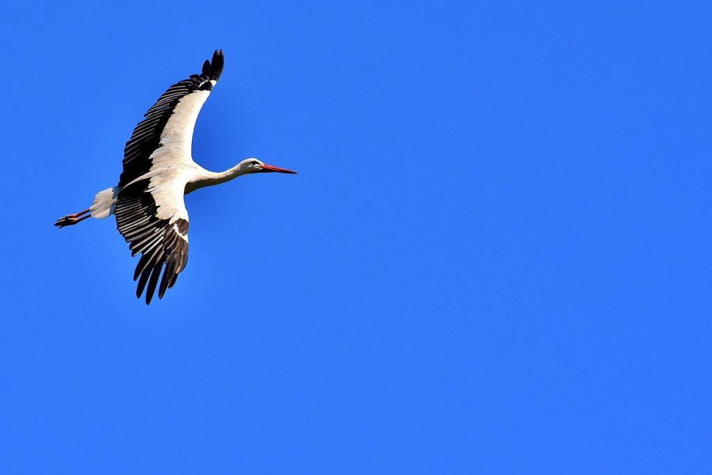 Stork G113e75ba1_1280 1024x683