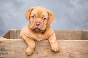 Schæferhund fundet i Bevtoft: politiet søger ejerens kontaktoplysninger
